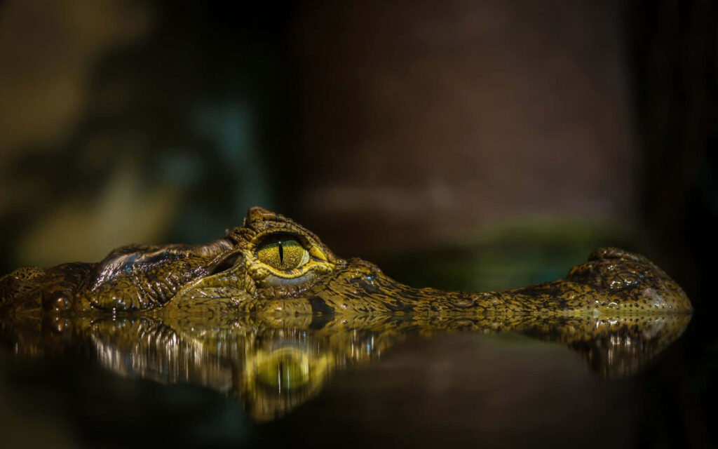 Close-up of crocodile with intense dark green eyes half-submerged in textured water background Wallpaper