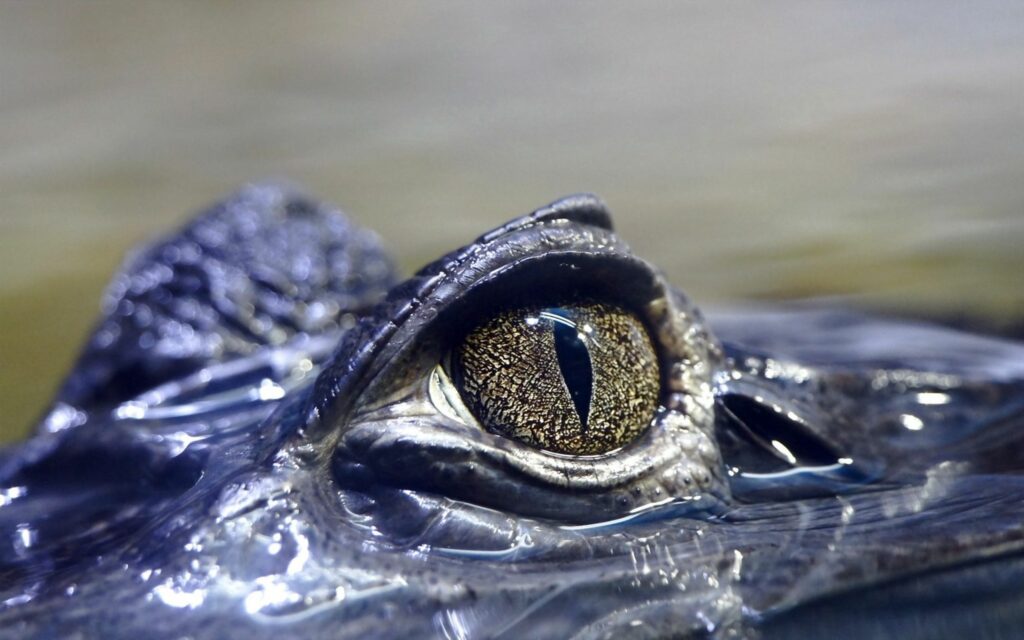 Close-Up Crocodile Wallpaper: Intense Gaze & Textured Scales