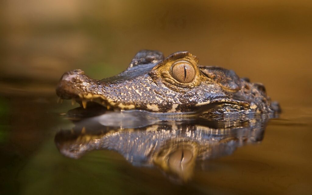 Close-Up Crocodile Wallpaper: Intense Eyes & Predatory Expression