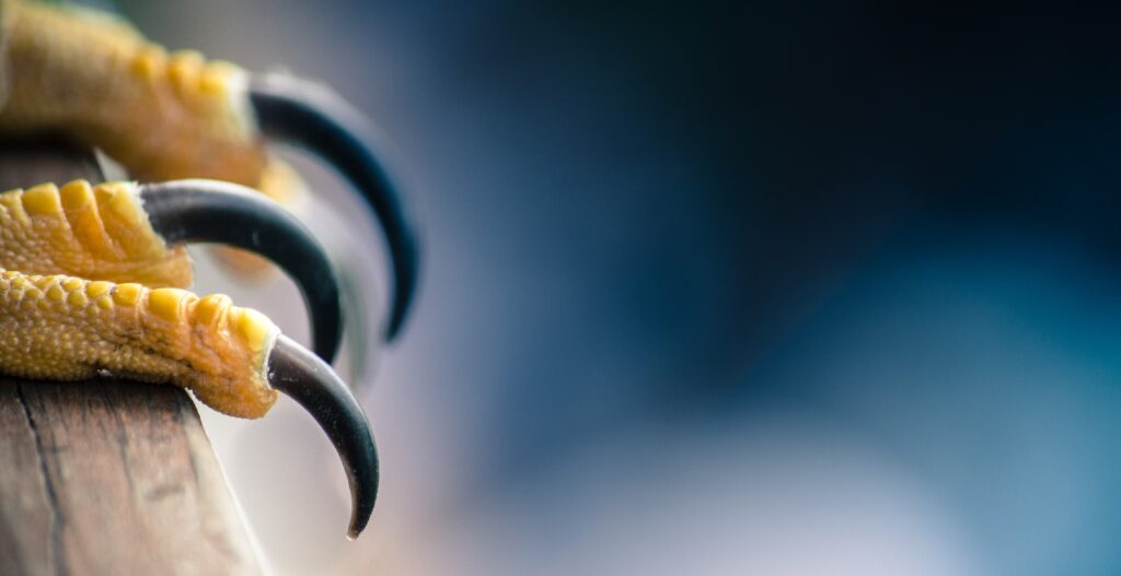 Intense Falcon Talons Close-Up - Predatory Power in Nature Wallpaper