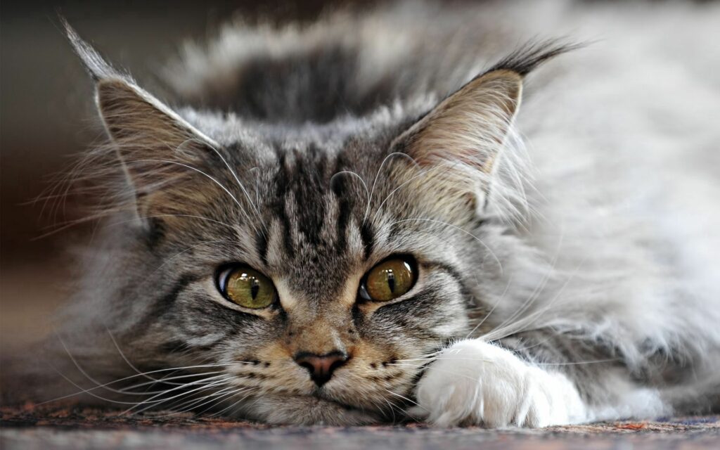 Intense-Eyed Fluffy Cat Wallpaper for Cat Lovers