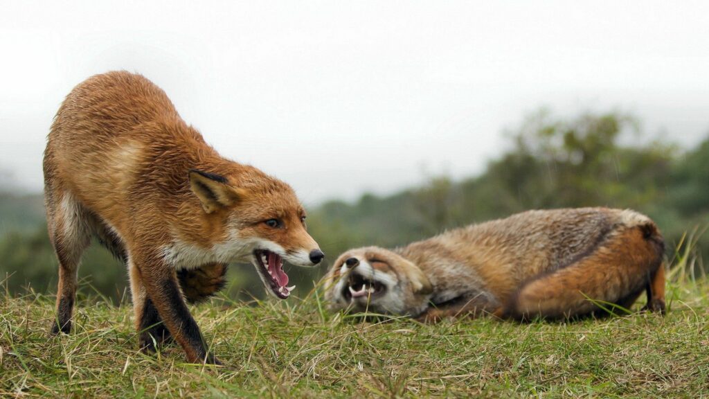Dynamic 1920x1080 Wallpaper: Aggressive Foxes in Lush Greenery