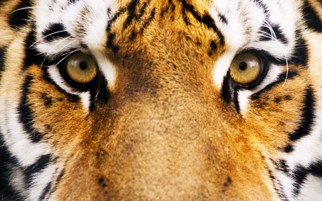 Close-up of a tiger with piercing amber eyes vibrant orange and black stripes majestic big cat Wallpaper