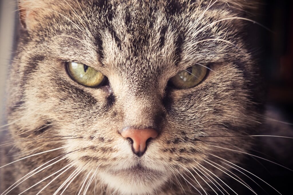 Close-Up Cat Wallpaper: Intense Gaze & Detailed Whiskers Background