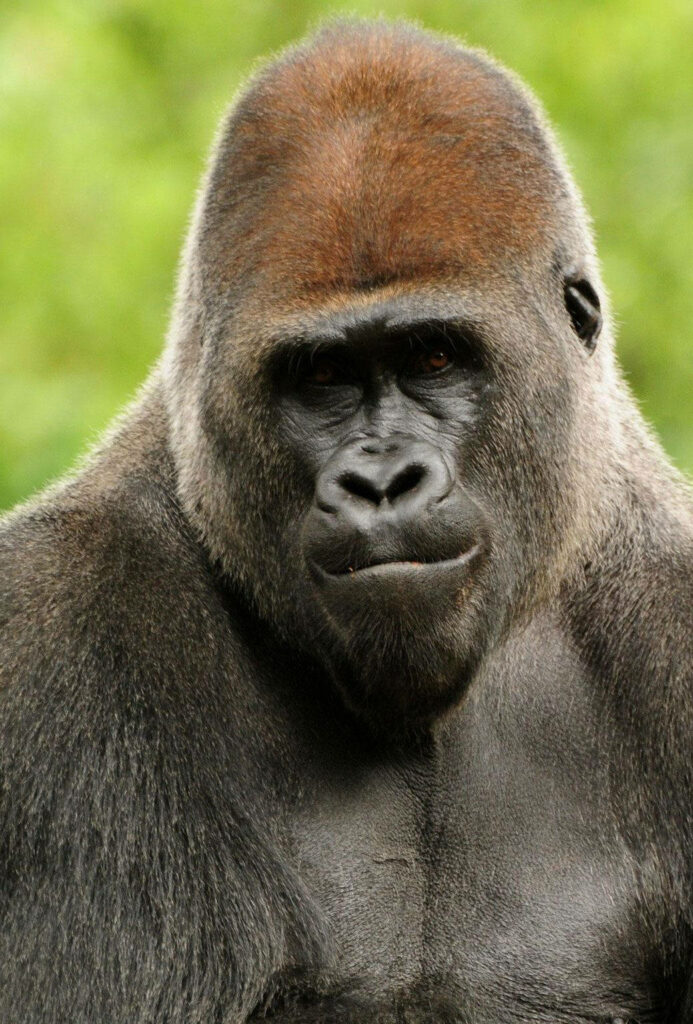 Intense Gorilla Close-Up Wallpaper: Majestic Nature Background