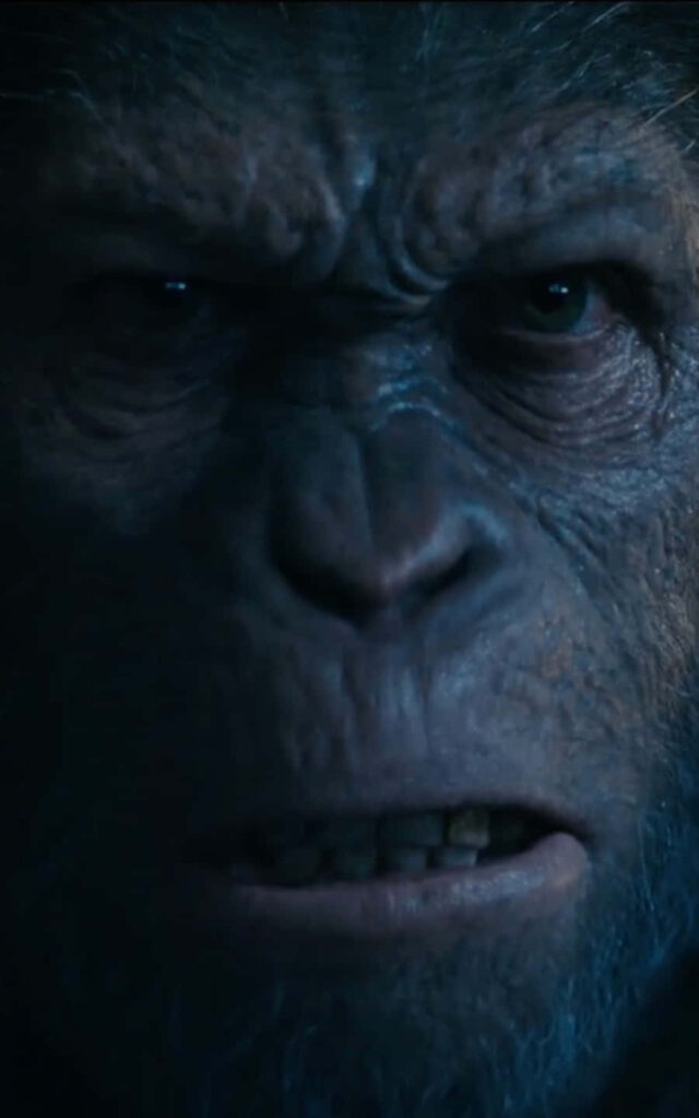 Intense Gorilla Close-Up Wallpaper: Raw Emotion & Detailed Texture