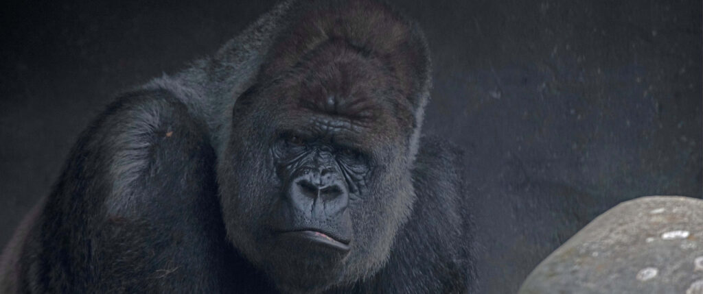 Intense Gorilla Close-Up Wallpaper: Bold Desktop Background