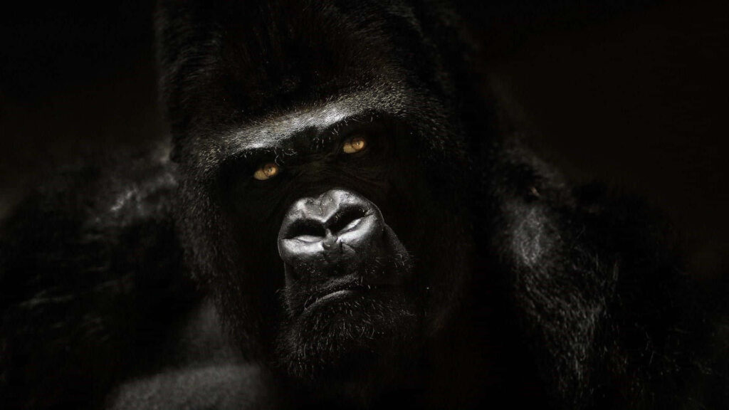 Striking Gorilla Wallpaper: Piercing Yellow Eyes on Dark Background