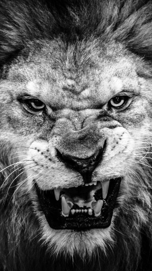Intense Grayscale Angry Lion iPhone Wallpaper - Fierce Background