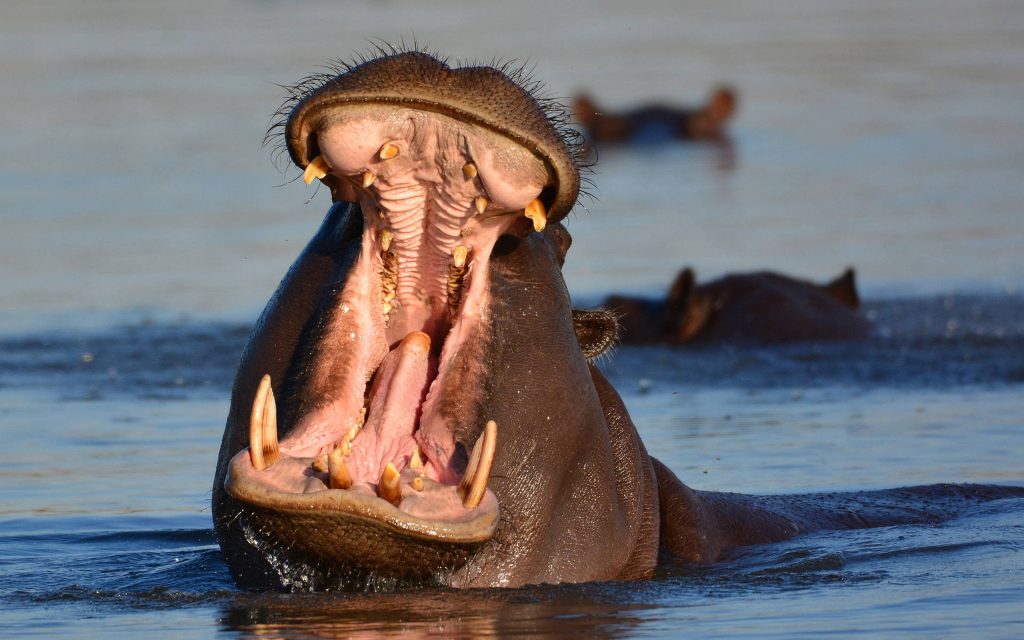 Close-up of a fierce hippopotamus emerging from water showing large teeth in high resolution Wallpaper