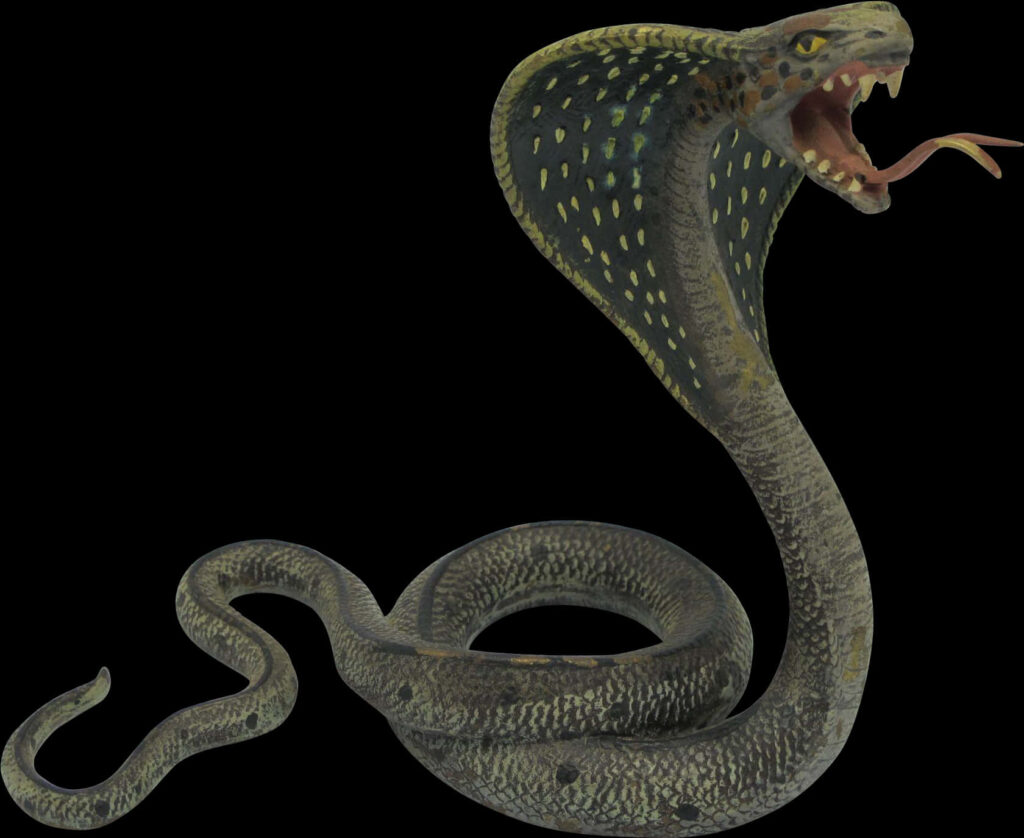 Hissing Snake Wallpaper: Striking Image with Intense Black Background