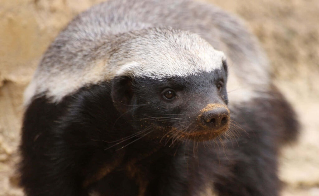 Close-up of honey badger with intense gaze and distinctive black and white fur pattern wallpaper