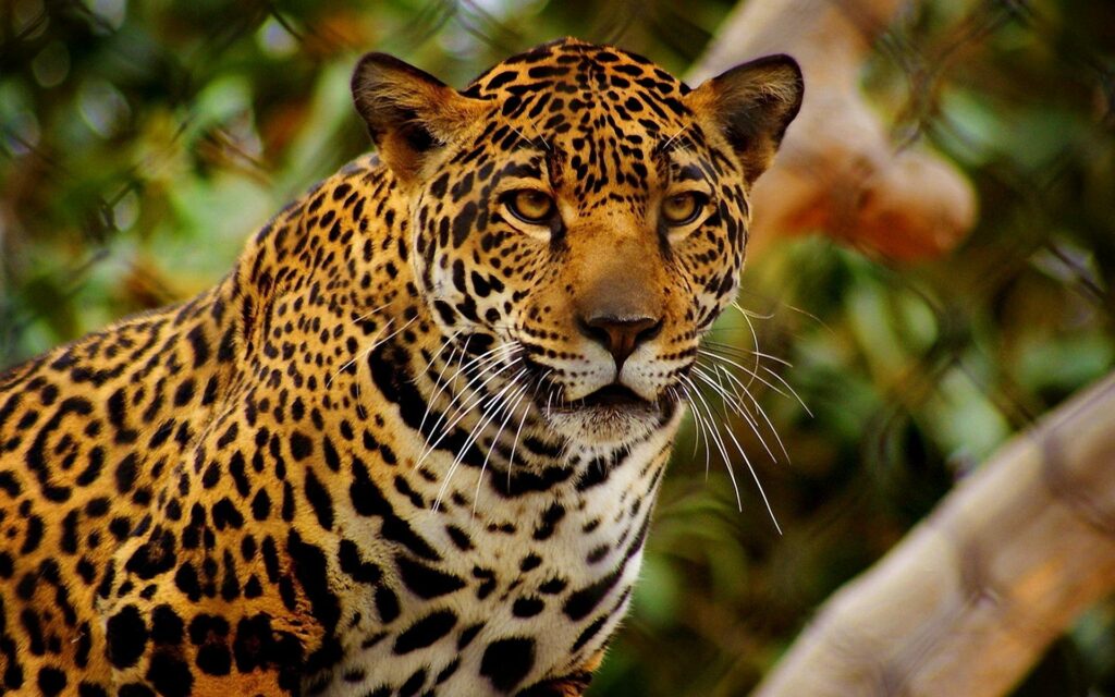 Intense Jaguar Gaze Wallpaper: 1920x1200 Wild Power Background