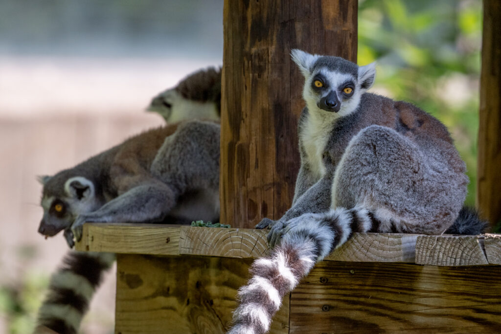 Intense Lemur Close-Up: Striped Tail & Nature Background Scene Wallpaper