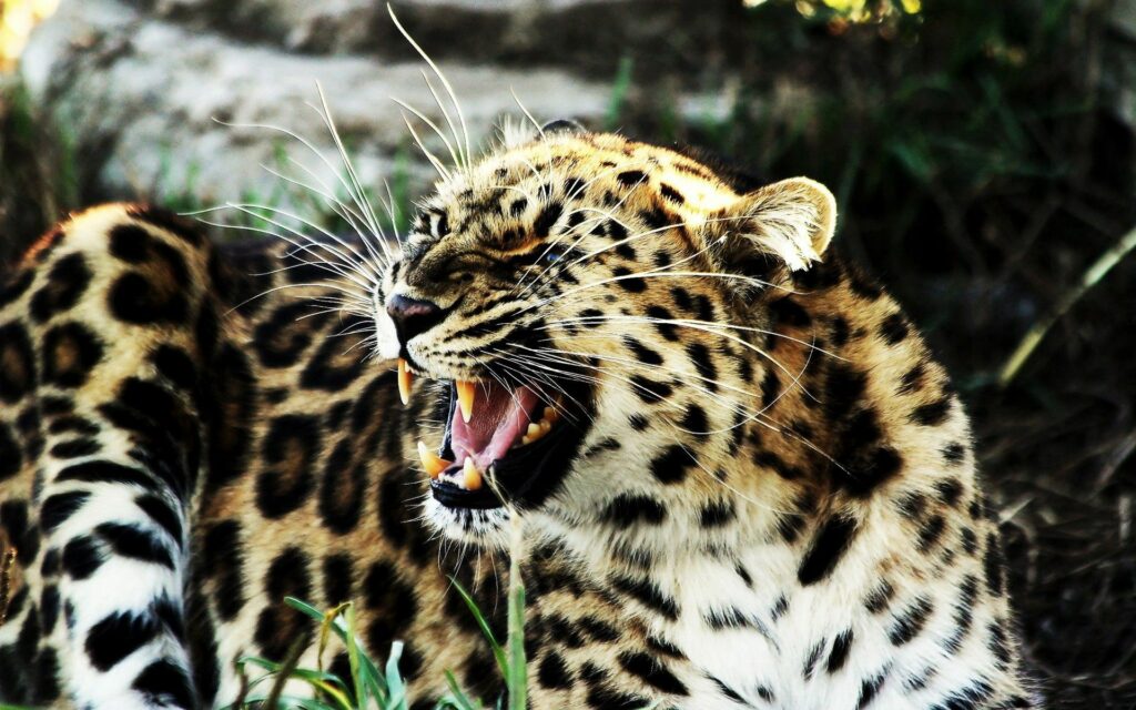 Intense Leopard Aggression: Wild Big Cat Wallpaper with Fierce Detail
