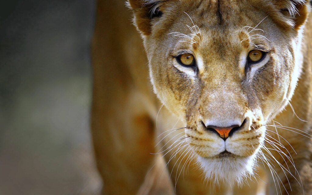 Intense Lioness Close-Up Wallpaper: Wild Predator Background Art