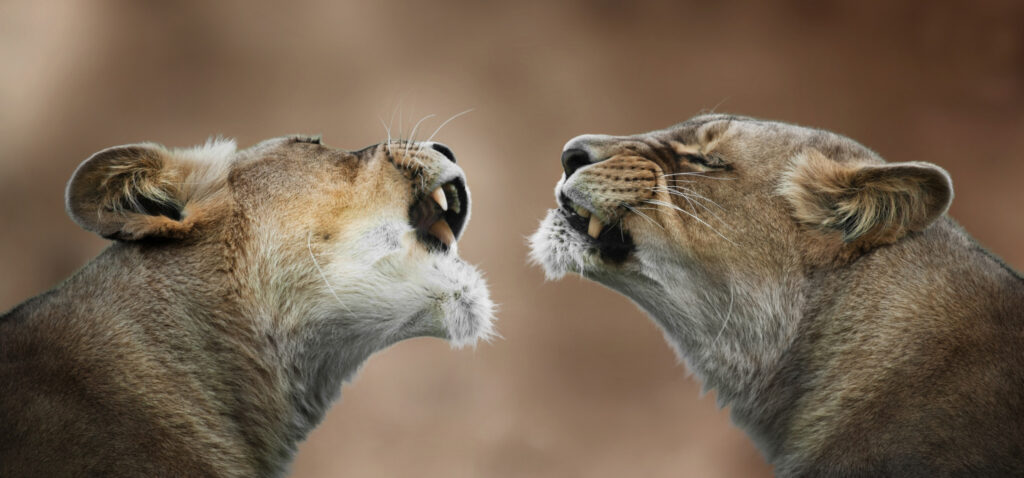 Intense Lioness and Lion Wallpaper: Apex Predators' Fierce Connection