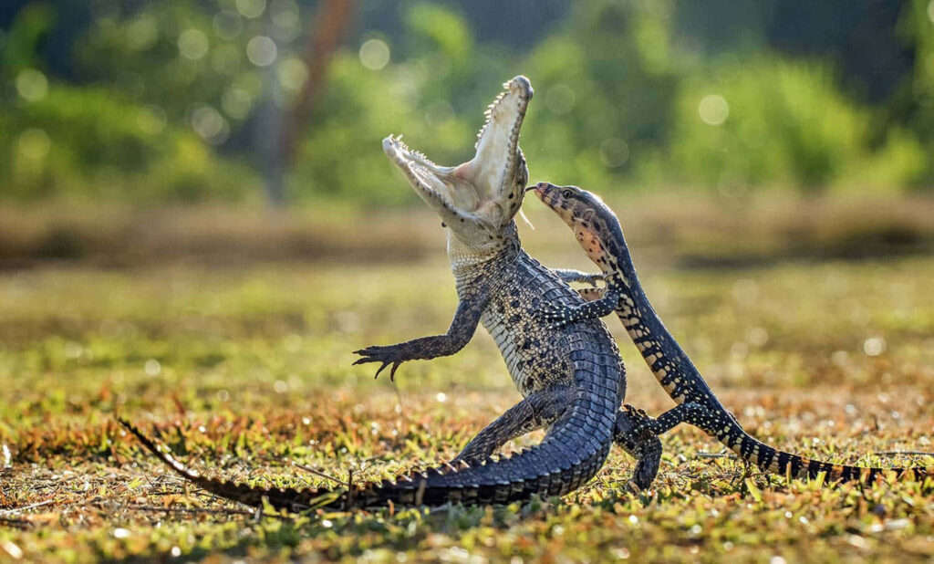Lizard and crocodile fierce battle on sunlit ground showcasing wild animal kingdom power wallpaper