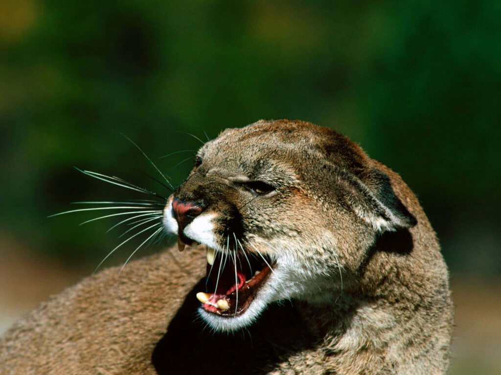 Intense Mountain Lion Cub Wallpaper: Wild Beauty in Nature