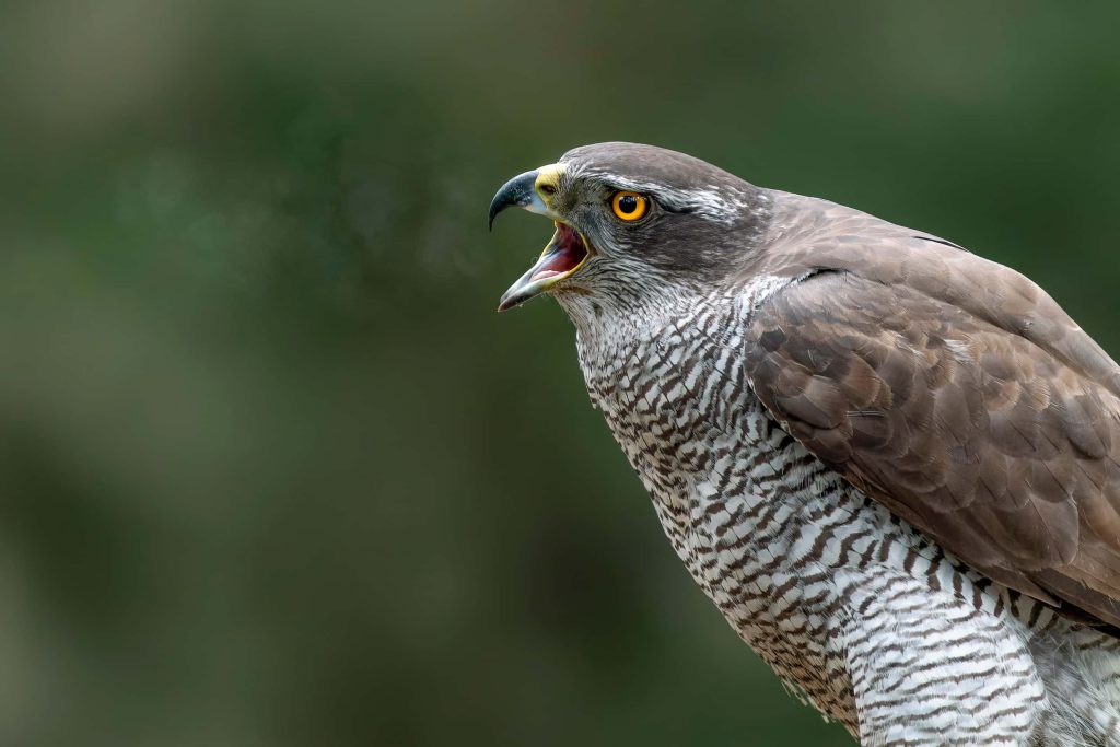 Northern Goshawk portrait with open beak vivid orange eyes and detailed grey barred feathers in forest Wallpaper