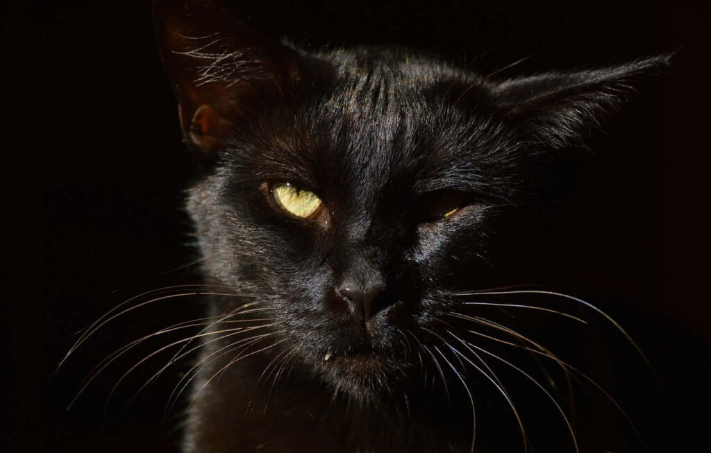 Captivating One-Eyed Black Cat Wallpaper on Dark Background