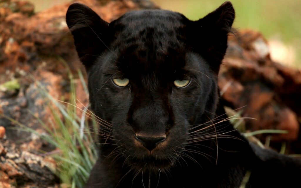 Panther Wallpaper: Intense Gaze of a Sleek Black Predator