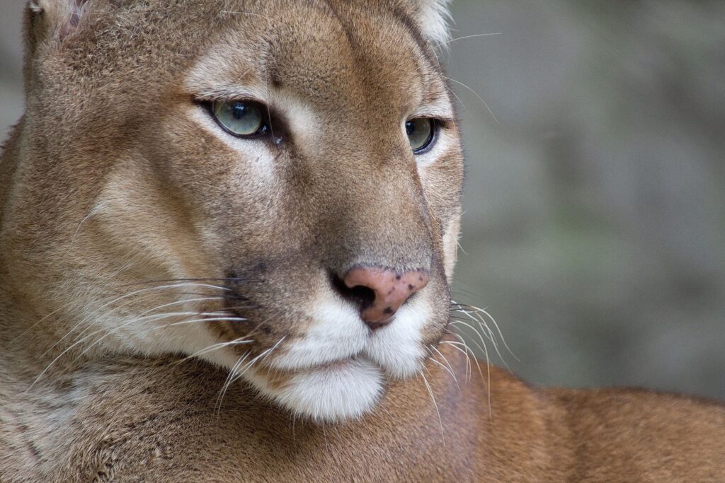 Intense Puma Close-Up: Graceful Predator in Natural Setting Wallpaper