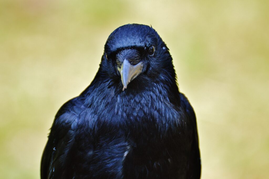 Stunning Raven Close-Up: Glossy Feathers & Blurred Background Wallpaper