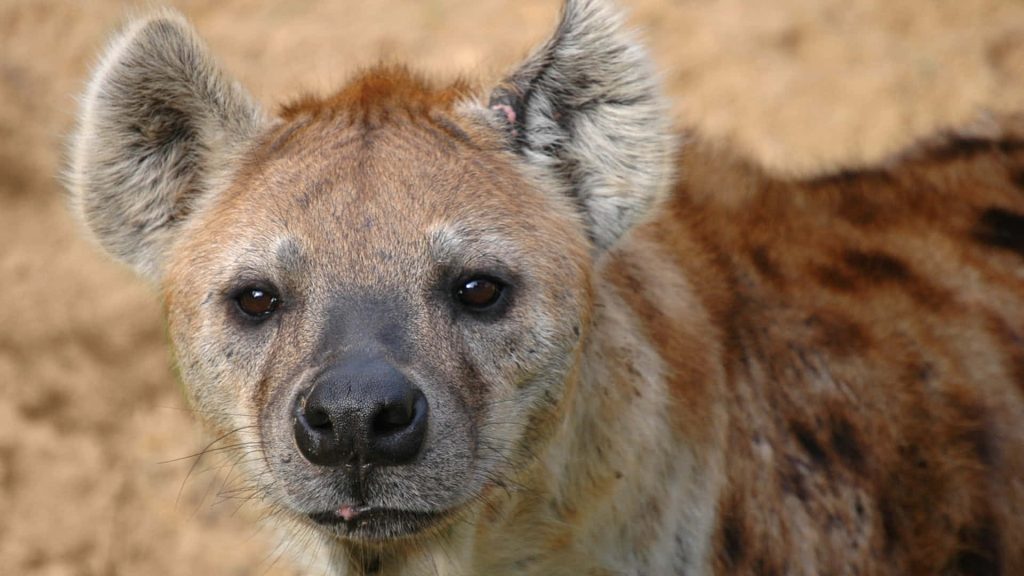 Close-up of a spotted hyena with intense gaze and detailed coat on soft-focus earthy background wallpaper