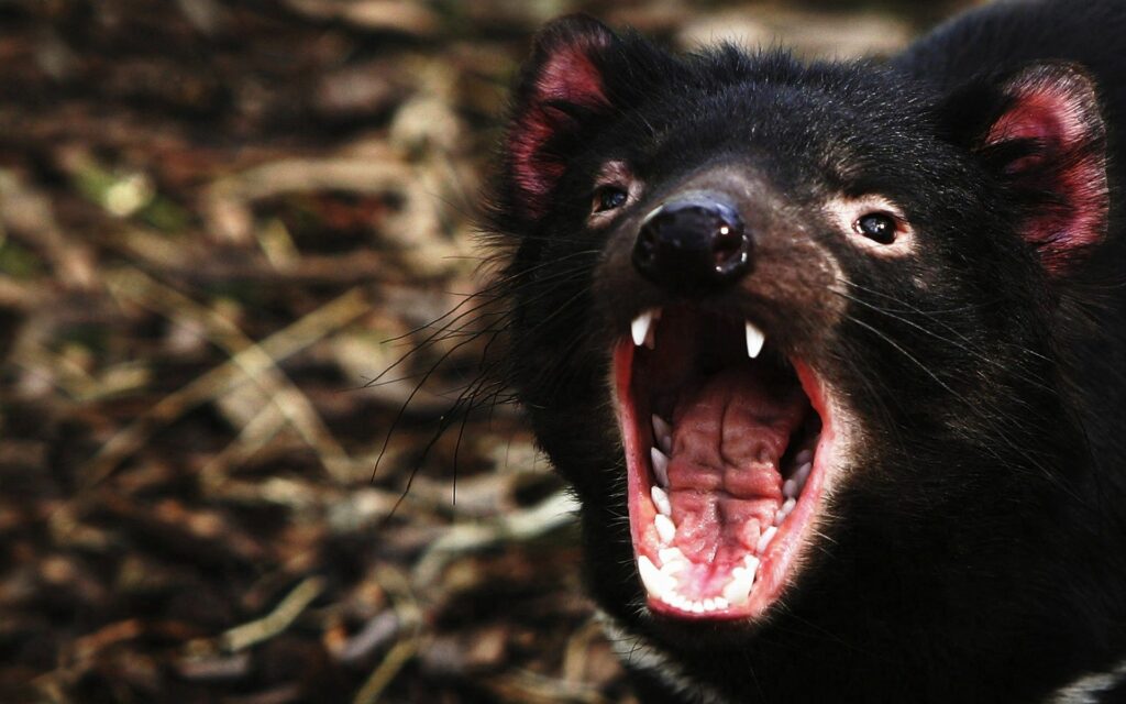 Fierce Tasmanian Devil Close-Up: Intense Expression & Sharp Teeth Wallpaper