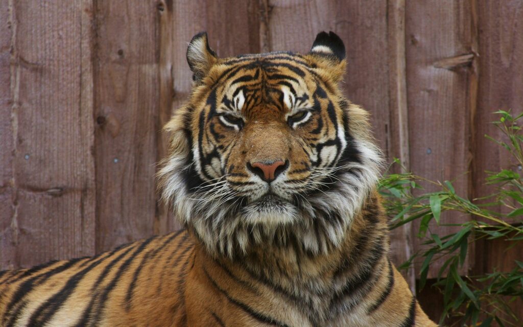 Intense Tiger Close-Up Wallpaper - Detailed Fur & Nature Backdrop