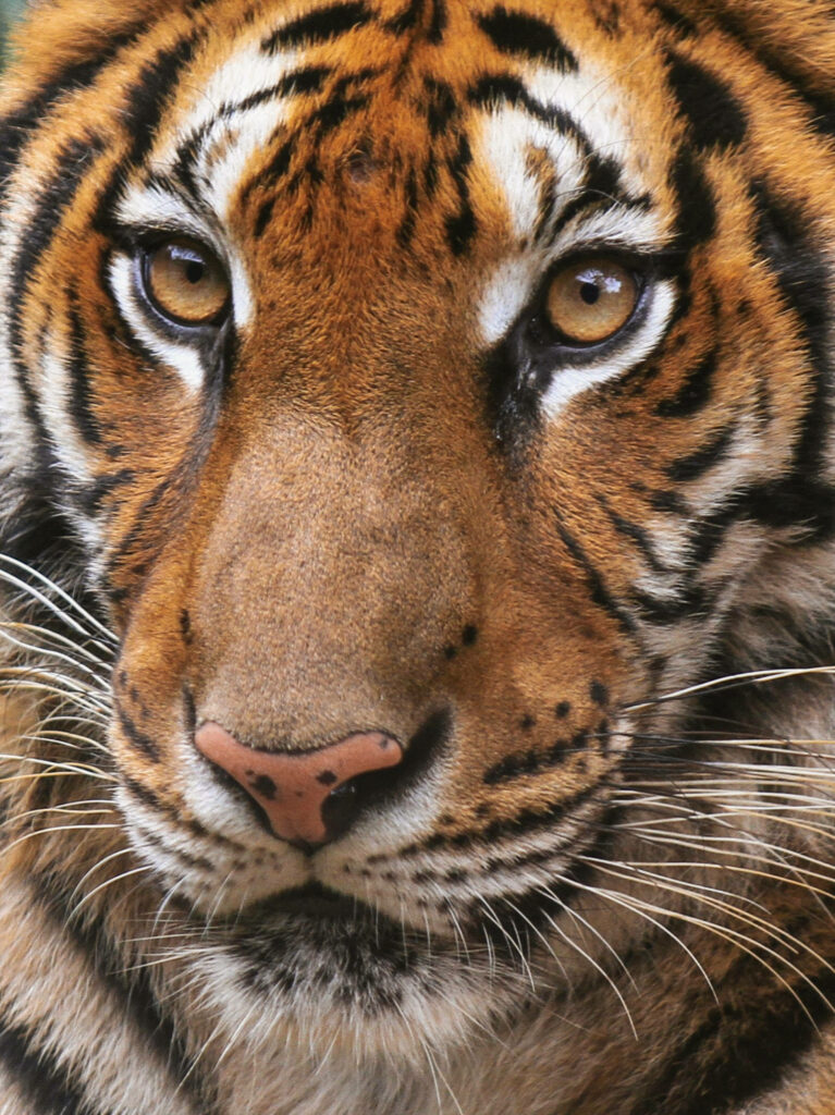Intense Tiger Headshot iPhone Wallpaper for Wildlife Lovers