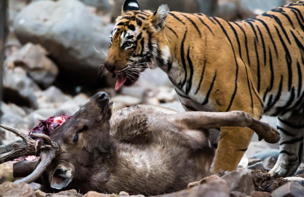 Intense Tiger Wallpaper: Wild Scene of Predator and Prey in Jungle
