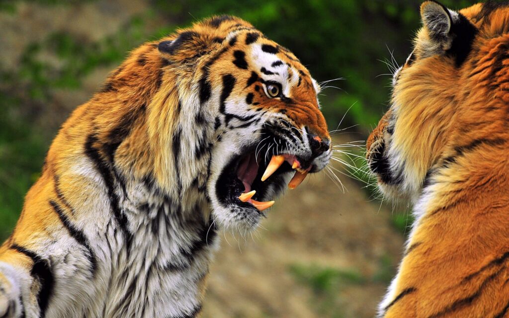 Intense Tiger Wallpaper: Fierce Expressions & Raw Power in 2560x1600
