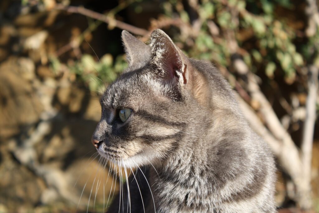 Close-Up of Striped Cat Watching Its Surroundings - 3888x2592 Wallpaper