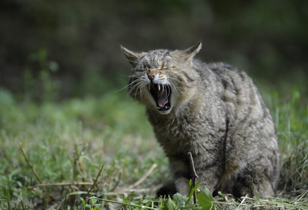 Fierce Wild Cat Wallpaper: Intense Aggression in Nature