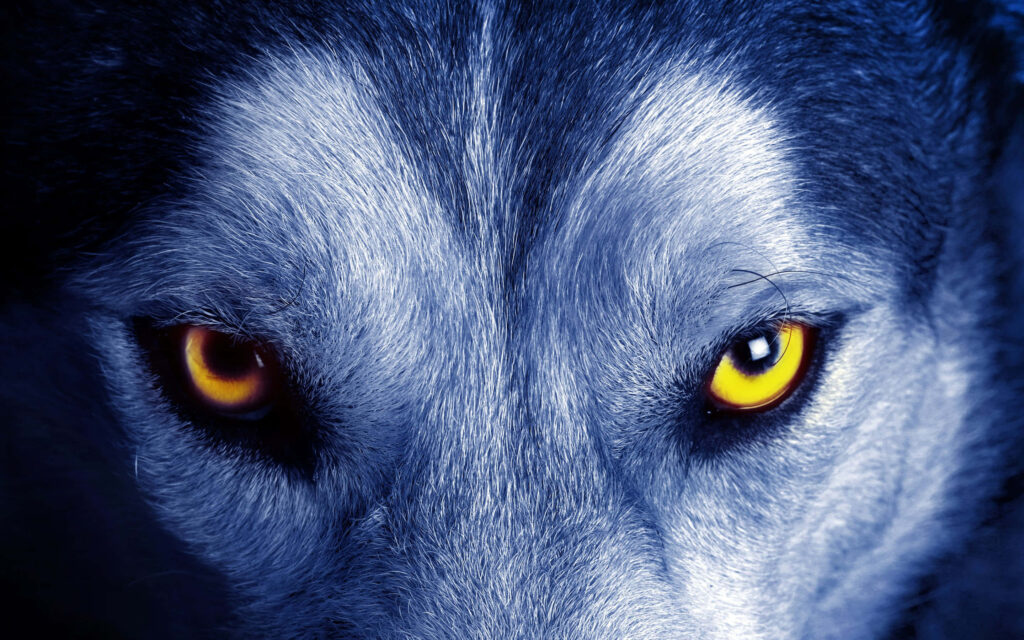 Intense Wolf Eyes Wallpaper: Vivid Yellow on Dark Background