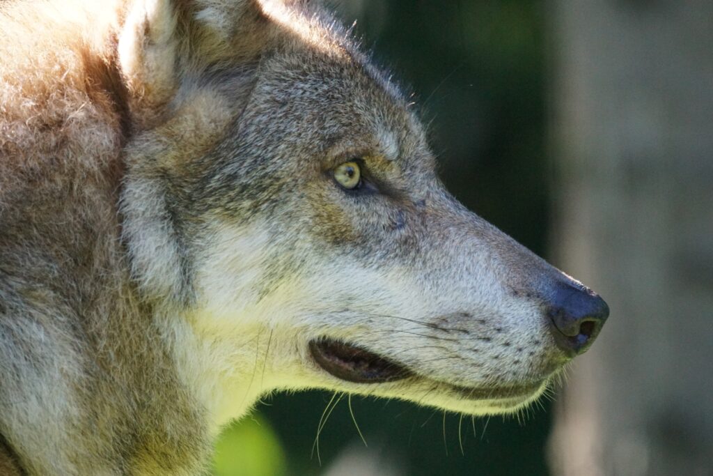 Close-Up Wolf Profile: Intense Eyes & Strong Muzzle Wallpaper