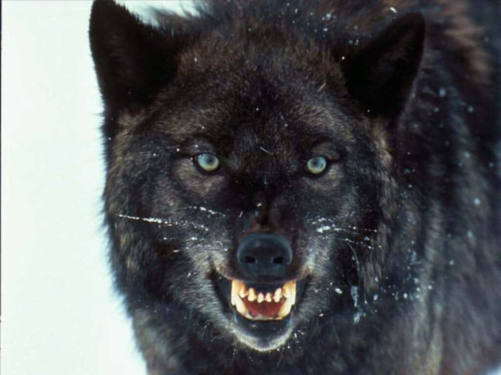 Fierce Wolf Wallpaper: Intense Gaze & Wintry Background
