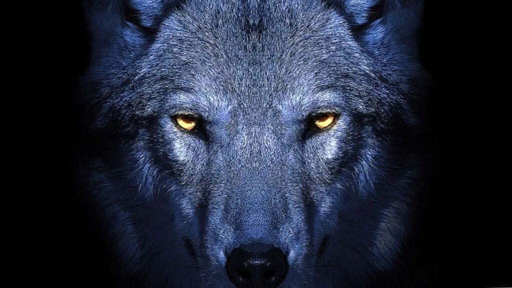 Intense Wolf with Piercing Eyes - Mysterious Dark Wallpaper