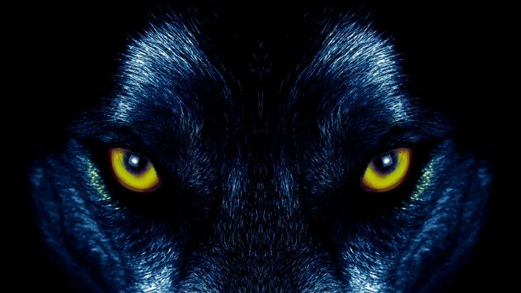 Stunning Close-Up Wolf Wallpaper with Striking Yellow Eyes