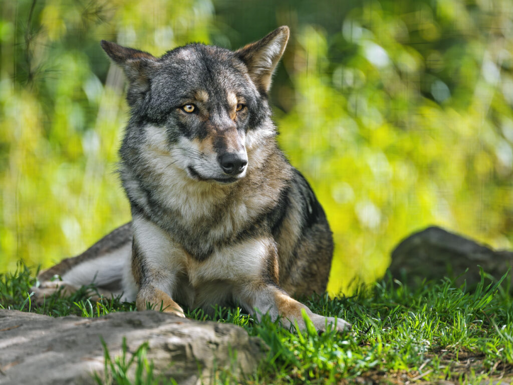Majestic Wolf Resting in Grassy Area: Intense Gaze & Wild Beauty Wallpaper