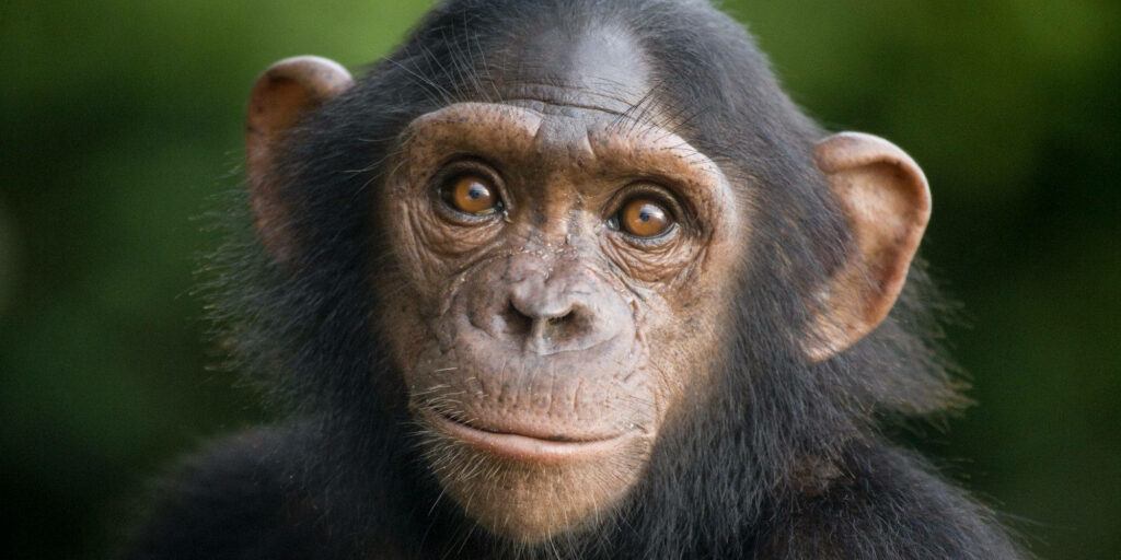 Close-up of a chimpanzee with expressive eyes in soft natural light green wildlife wallpaper background