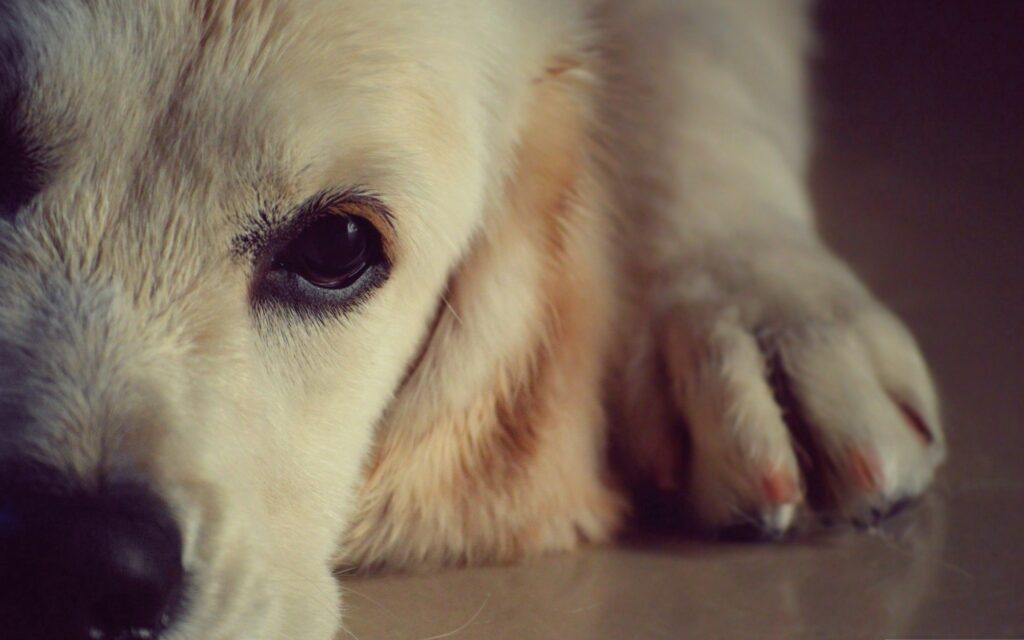 Close-Up Dog Wallpaper: Expressive Eyes & Soft Fur - 2560x1600