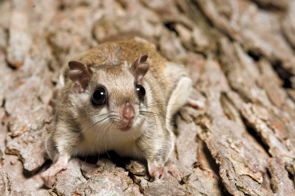 Close-up of a flying squirrel with expressive eyes on textured tree bark forest background wallpaper