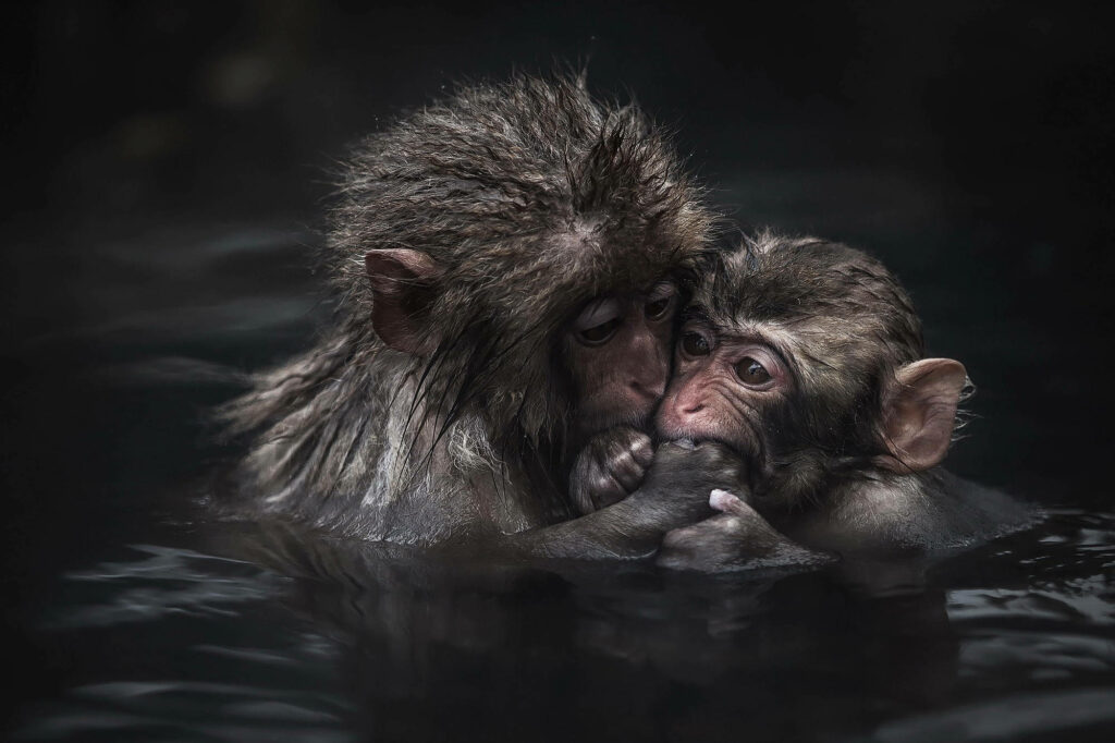 Intimate Bond: Baby Japanese Macaque Snuggles in Hot Spring Wallpaper