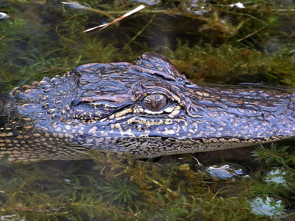 Intimidating Alligator Wallpaper: Lush Wetlands & Textured Scales