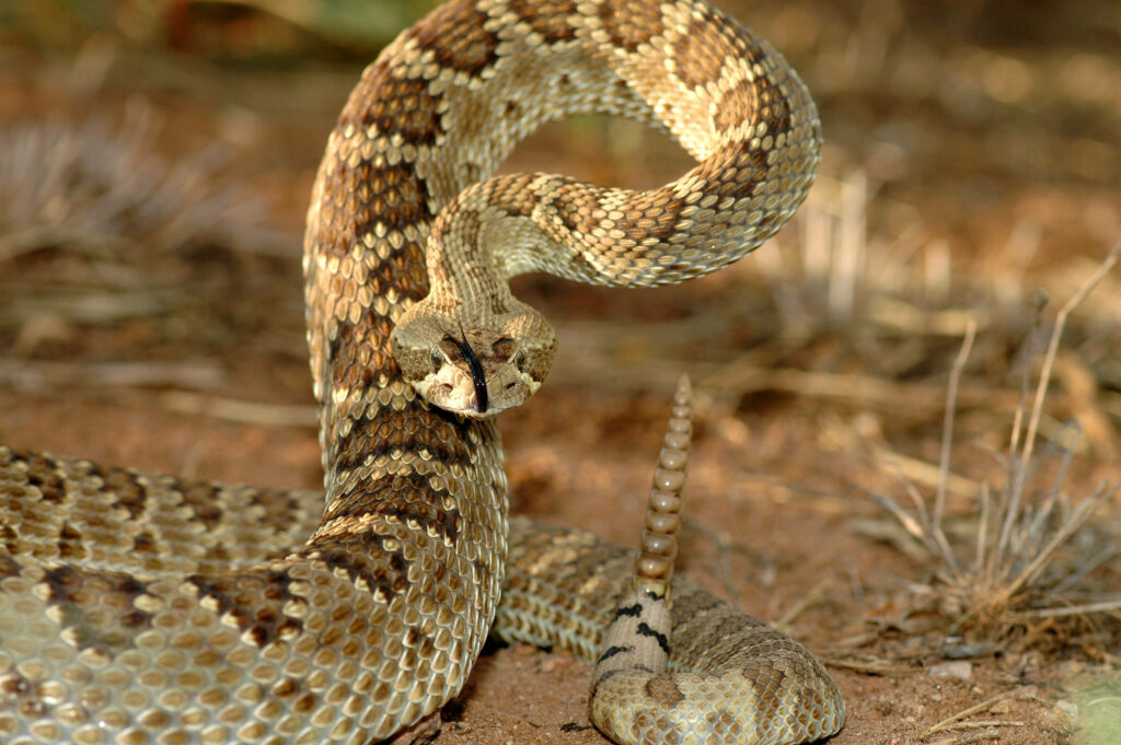 Intimidating Gopher Snake Striking Pose on Earthy Background Wallpaper
