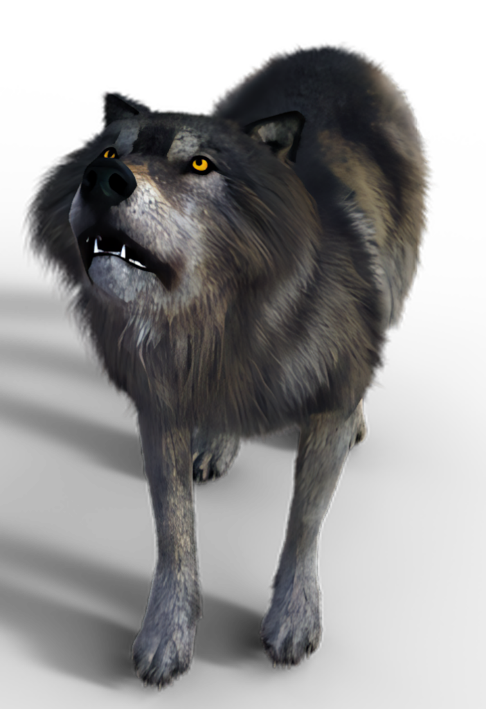 Intimidating Grey Wolf Wallpaper on Black Background - Power & Mystery