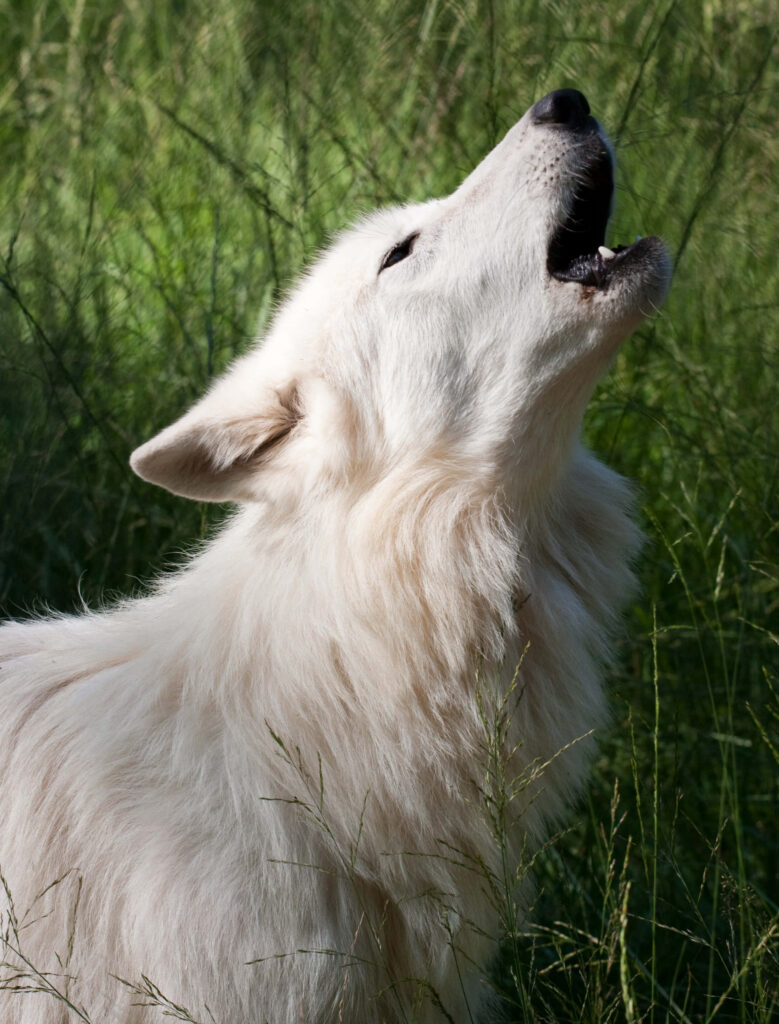 Intimidating White Wolf Howling at Dusk - Mysterious Wallpaper